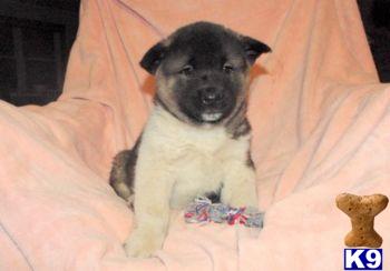 Puppies in PA